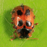 American Aspen Beetle - Gonioctena americana