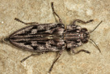 Sculptured Pine Borer - Chalcophora virginiensis