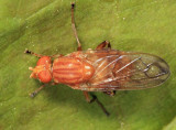 Brachyopa notata