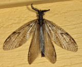 Spring Fishfly - Chauliodes rastricornis