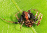 Xysticus fraternus