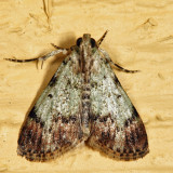 5577 - Dimorphic Macalla Moth - Macalla superatalis