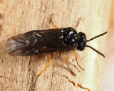 Eutomostethus luteiventris