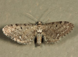 7488 - Eupithecia tripunctaria
