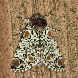 9286 - Harriss Three Spot - Harrisimemna trisignata