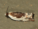 3354 Little Cloud Ancylis Ancylis nubeculana