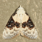 8989 - Sharp-blotched Nola - Nola pustulata