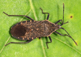 Squash Bug - Anasa tristis