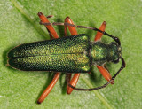 Anthophylax cyaneus