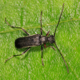Grammoptera haematites