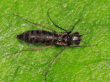 Dolophilodes distinctus (wingless female)