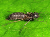 Dolophilodes distinctus (wingless female)