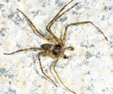 Philodromus praelustris (male)