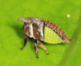 Widefooted Treehopper nymph - Campylenchia latipes