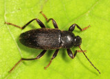 Lobopoda nigrans