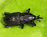 Sphenophorus zeae