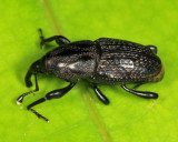 Sphenophorus zeae