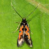 1463 - Linnaeus's Spangle-wing - Chrysoclista linneella