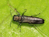 Agrilus crinicornis