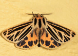 8175 - Little Virgin Tiger Moth - Grammia virguncula