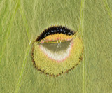 7758 - Luna Moth - Actias luna (eyespot close up)