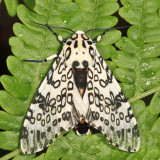 8146 - Giant Leopard Moth - Hypercompe scribonia