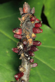 Callirhytis quercusgemmaria