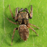 Zygoballus nervosus (male)
