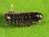 Cytilus alternatus (larva)
