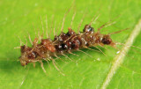 Peltodytes sp. (larva)