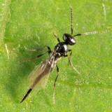 Platygastridae