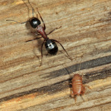 Eastern Ant Cricket - Myrmecophilus pergandei