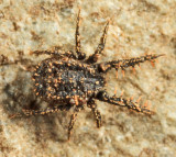 Caeculidae