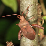 Helmeted Squash Bug - Euthochtha galeator