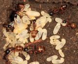 Camponotus americanus