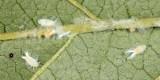 Citrus Flatid Planthopper nymph on buckthorn - Metcalfa pruinosa