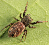 Zygoballus nervosus (female)