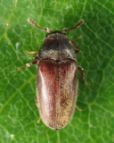 Aulonothroscus punctatus