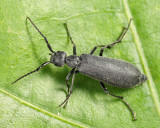 Dark Blister Beetle - Epicauta murina