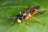 Tenthredo leucostoma