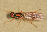 Sargus fasciatus