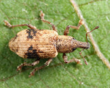 Listronotus delumbis