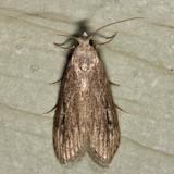 5630 - Terrenella Bee Moth - Aphomia terrenella