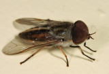 Tabanus sp.