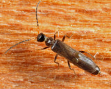 Malthodes curvatus