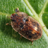 Lobiopa undulata