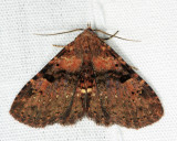 8500 - Four-spotted Fungus Moth - Metalectra quadrisignata