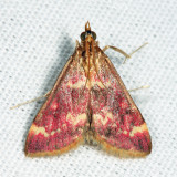 5034 - Raspberry Pyrausta - Pyrausta signatalis