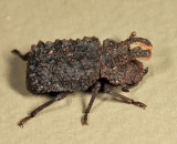 Forked Fungus Beetle - Bolitotherus cornutus (male)
