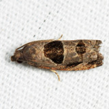3203 - Brighton's Epiblema - Epiblema brightonana